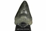 Fossil Megalodon Tooth - Monster Meg Tooth! #148188-1